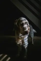 A dog in cool lighting