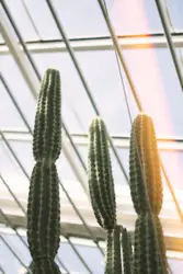 Green cacti plnats