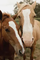 Two horses