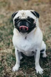 Pug and tongue