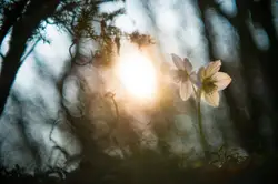 White petaled flowers