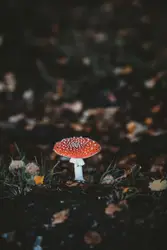 Red mushroom