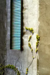 Yellow flowers