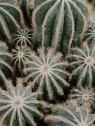 Cactus plants