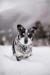 Snow covered black puppy