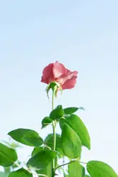 Pink rose under clear sky