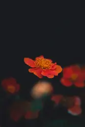 Red petaled flower