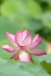 Pink lotus flower
