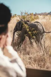 Gray elephant surrounded by plants