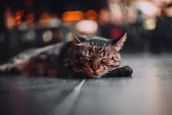 Grey tabby cat sleeping on grey surface