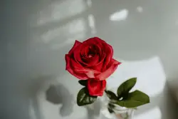 Single rose in a glass jar against a white background