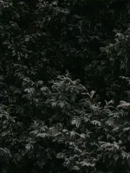 Green leaf plants
