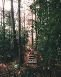 A path in the middle of a forest surrounded by trees