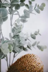 Green leafed plant