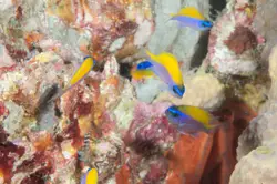 A school of juvenile sunshinefish swim about the reef.