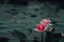 Lotus in June