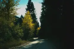 Empty road by a forest