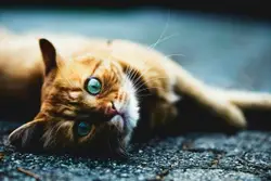 Please pet me