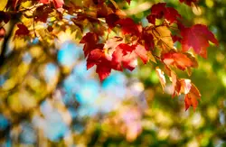 Selective focus photography of red and green trees duri