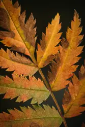 Brown leafed plant