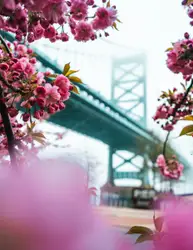 Cherry Blossoms blooming in the spring earlier in the y
