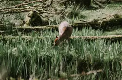 Brown deer eating green grass
