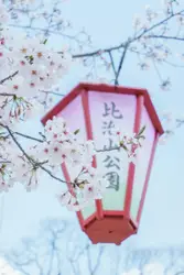 White cherry blossom tree during daytime