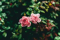 Two pink roses
