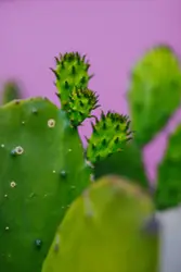 Green cactus with water droplets
