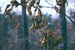 Ready to fall