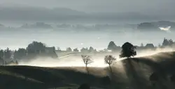 Foggy Farmland