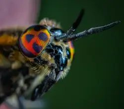 Macro photo of black and orange bug