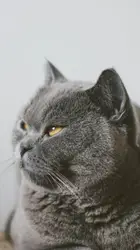 Russian cat