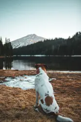 Short coated white dog sitting on ground facing body of