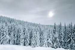Snow covered trees during daytime