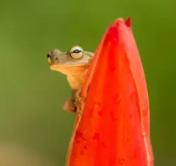 Selective focus photography of brown frog on red plant