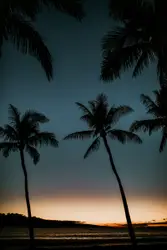Coconut trees silhouette