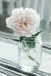 Blush peony in mason jar