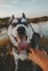 This is Kiya and she likes to smile