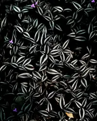 Zebra leaves