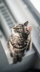 Brown tabby cat