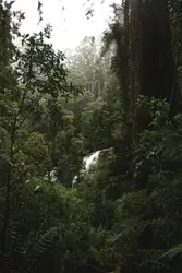 Green trees