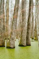 Brown trees on green grass field during daytime