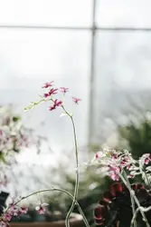 Pink flowers in tilt shift lens