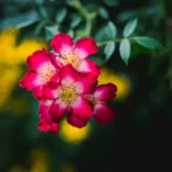 Wild rose