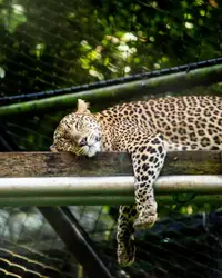 Leopard on brown wooden fence during daytime