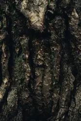 Found this beautiful tree while I was out exploring an 