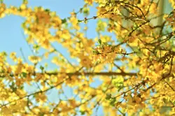 Yellow blossom on branches