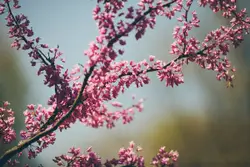 Pink tree branch