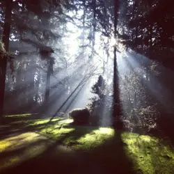 Daylight peeking through green trees